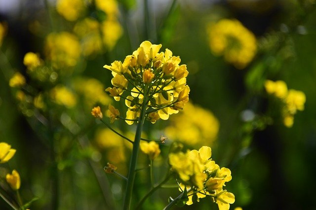 Bild einer Rapspflanze mit Blüte