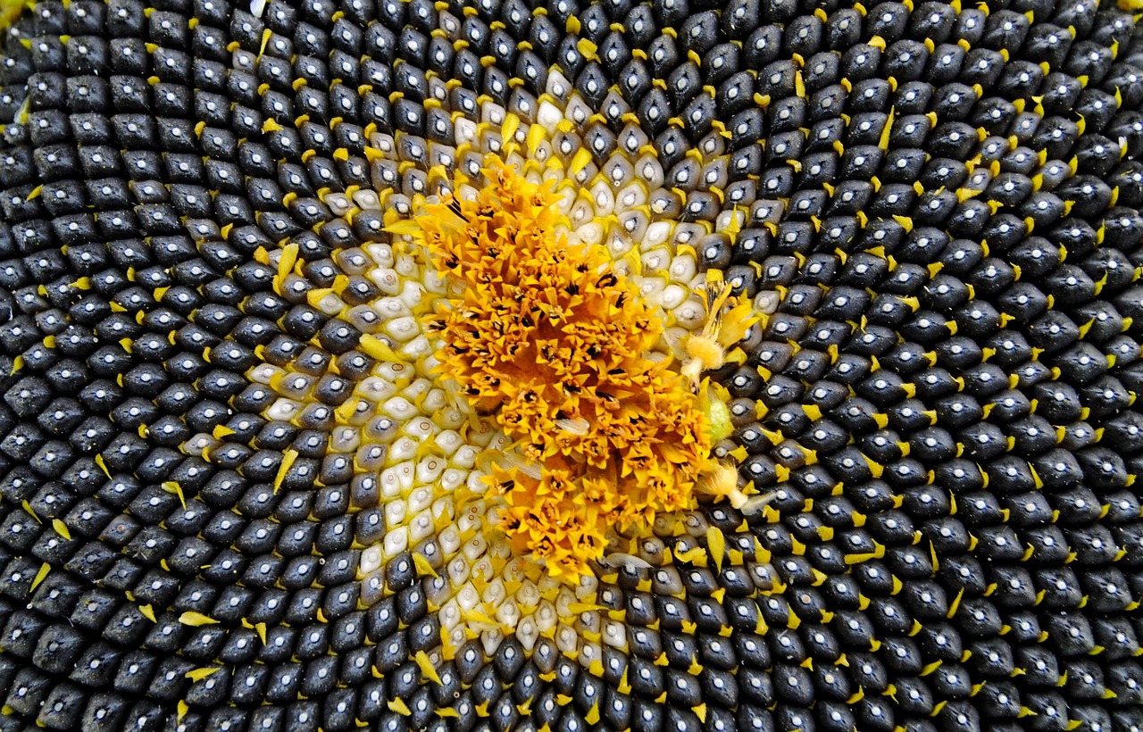 sunflower-1809552_1280.jpg